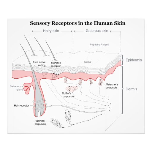 Sensory Receptors in the Human Skin Diagram Photographic Print | Zazzle