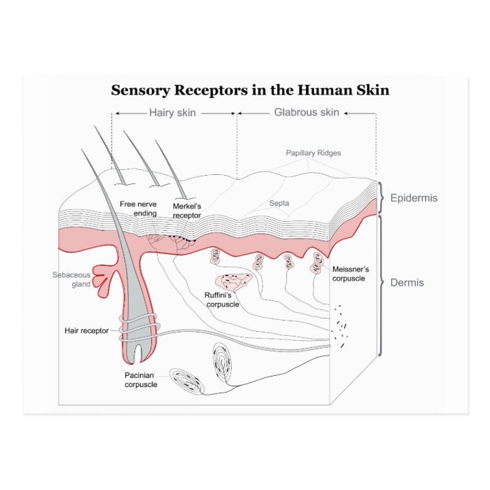 Sensory Receptors in the Human Skin Diagram Postcard