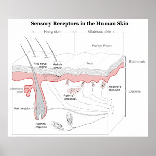 Sensory Receptors in the Human Skin Diagram Poster