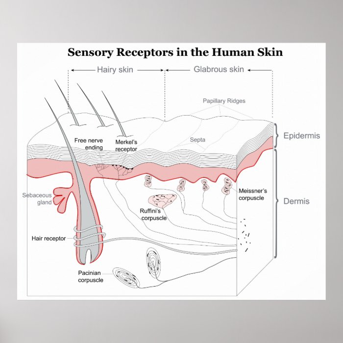 Sensory Receptors in the Human Skin Diagram Poster