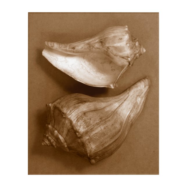 Sensual Shells Acrylic Print (Front)