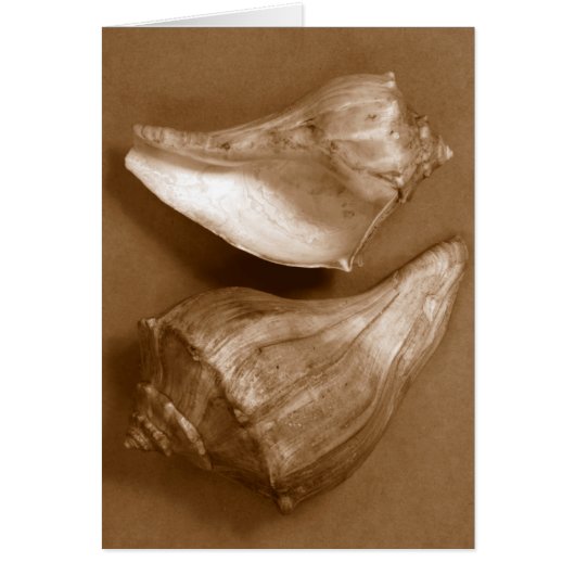 Sensual Shells Cards (Front)