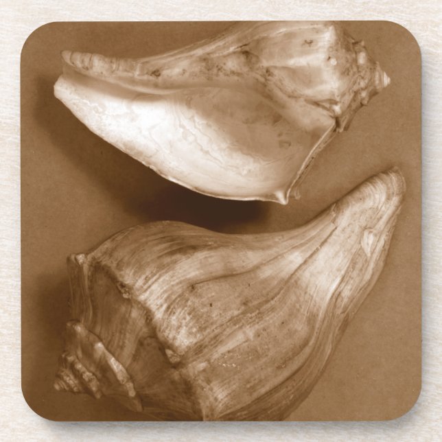 Sensual Shells Drink Coaster (Front)