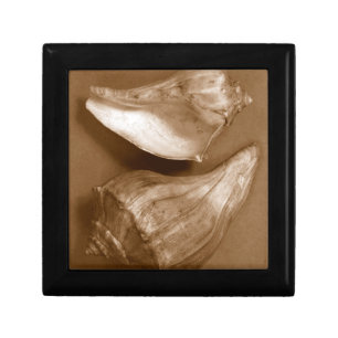 Sensual Shells Jewelry Box
