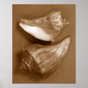 Sensual Shells Poster