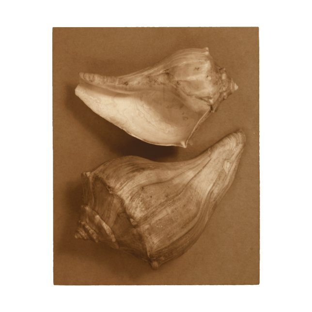 Sensual Shells Wood Wall Decor (Front)