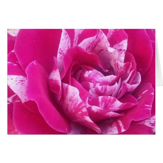 Sentimental rose cards (Front Horizontal)