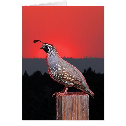 SENTINEL AT SUNSET CARDS (Front)