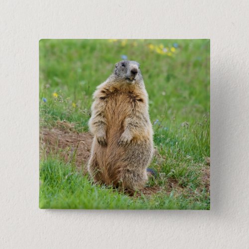 Sentinel marmot button
