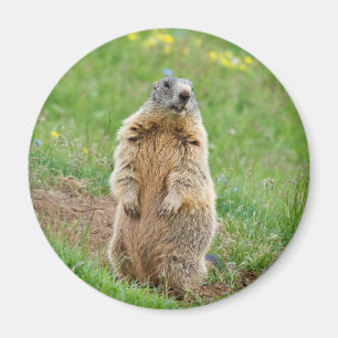 Sentinel marmot magnet