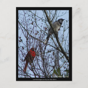 Sentinels Blue Jay and Cardinal by Lee Hiller Postcard