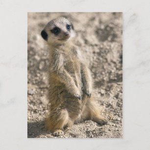 Sentry-in-Training Postcard