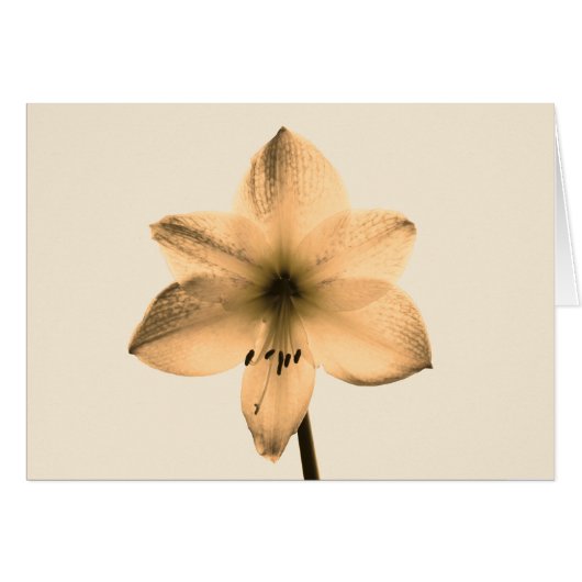 sepia amaryllis cards (Front Horizontal)