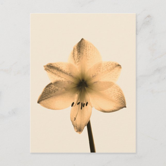 sepia amaryllis postcard (Front)