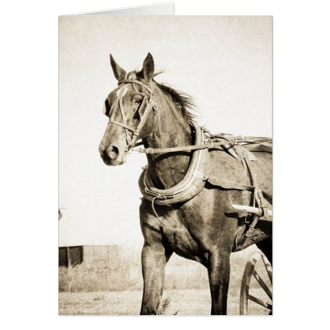 Sepia Amish Horse And Buggy Cards (Front)