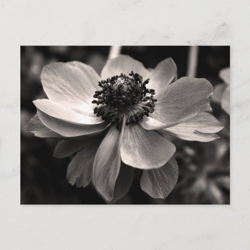 Sepia Anemone Floral Photography Postcard