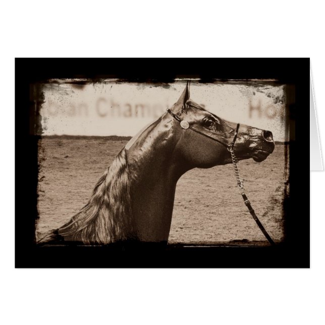 Sepia Arabian Stallion (Front Horizontal)