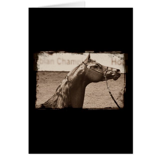 Sepia Arabian Stallion Cards (Front)