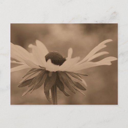 Sepia Black Eyed Susan Flower Photo Postcard