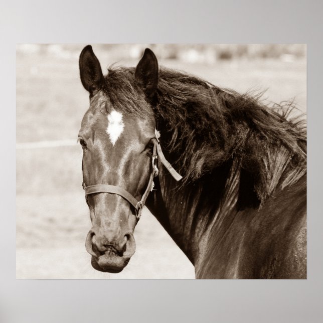 Sepia Brown Horse Poster (Front)