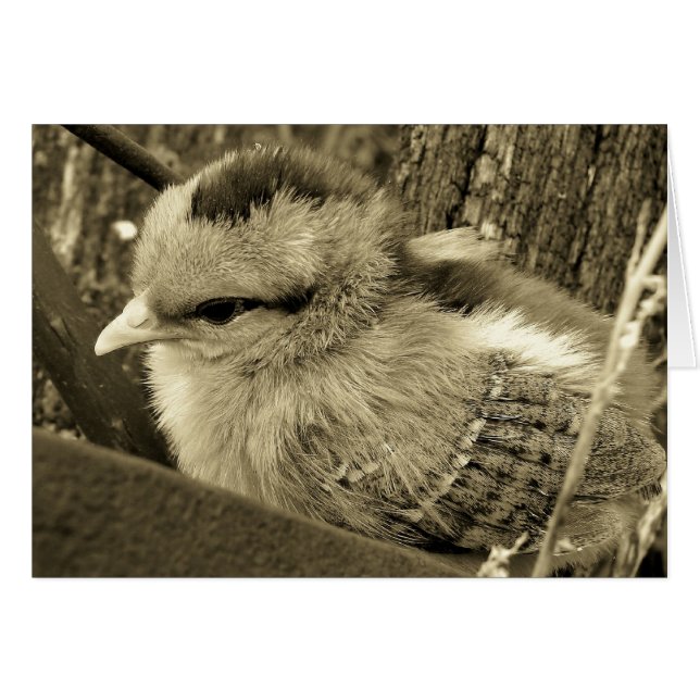 Sepia Chick Playing in the Garden Cards (Front Horizontal)