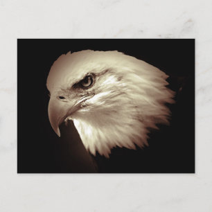 Sepia Color Bald Eagle Postcard