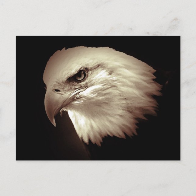 Sepia Color Bald Eagle Postcard (Front)