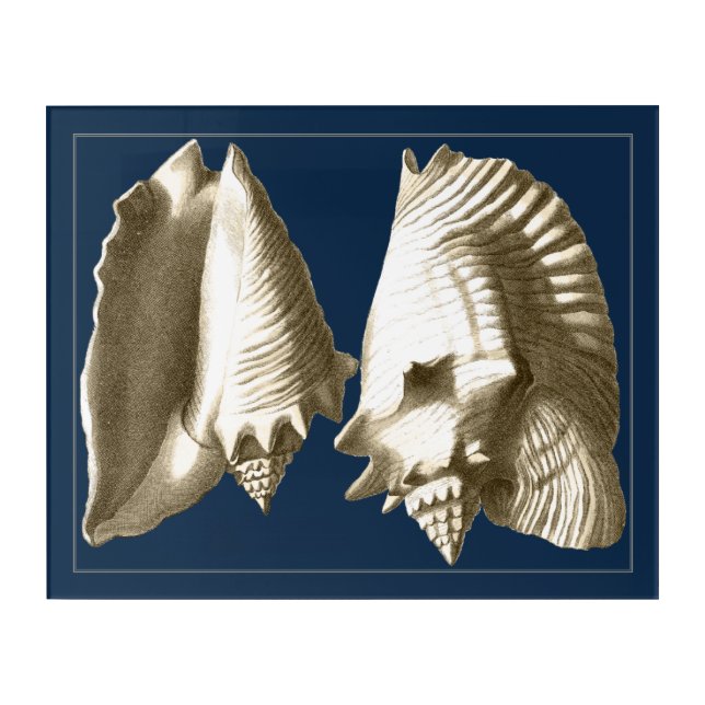 Sepia Conch Seashells Acrylic Print (Front)