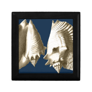 Sepia Conch Seashells Jewelry Box