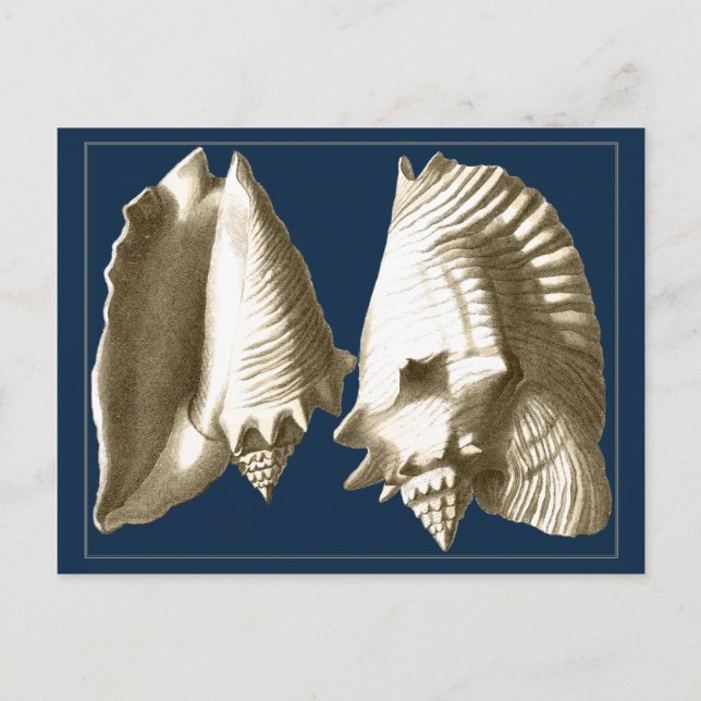 Sepia Conch Seashells Postcard (Front)