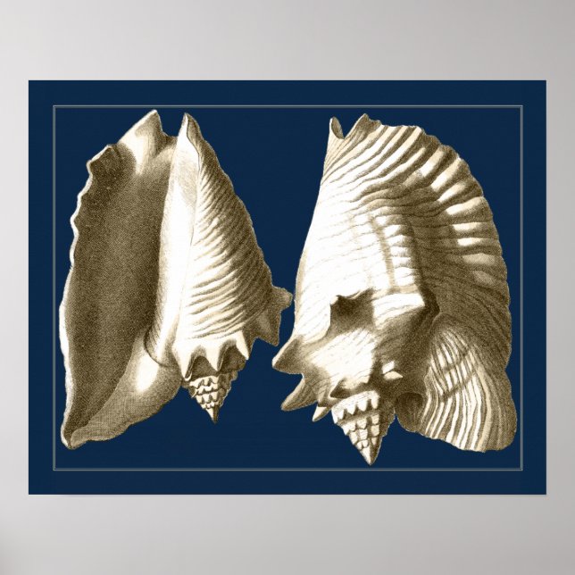 Sepia Conch Seashells Poster (Front)