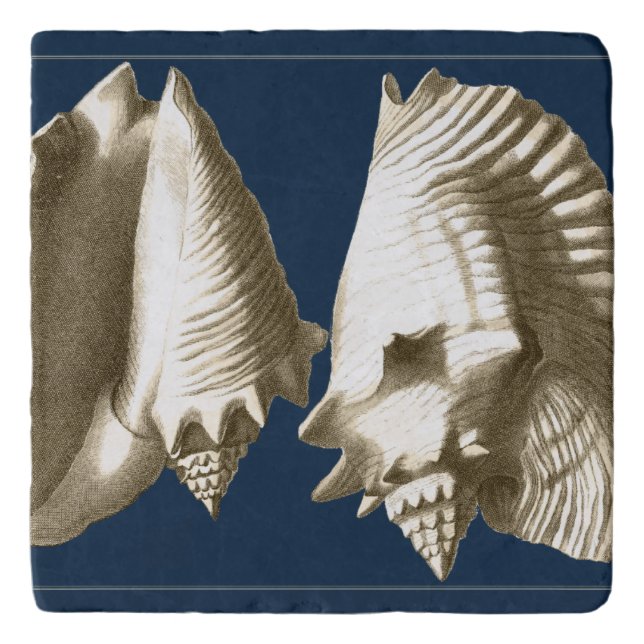 Sepia Conch Seashells Trivet (Front)
