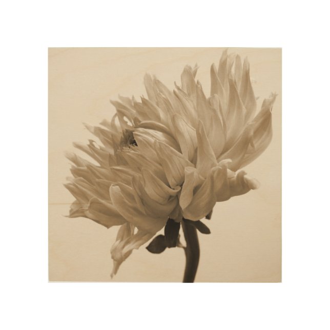 sepia dahlia wood wall art (Front)