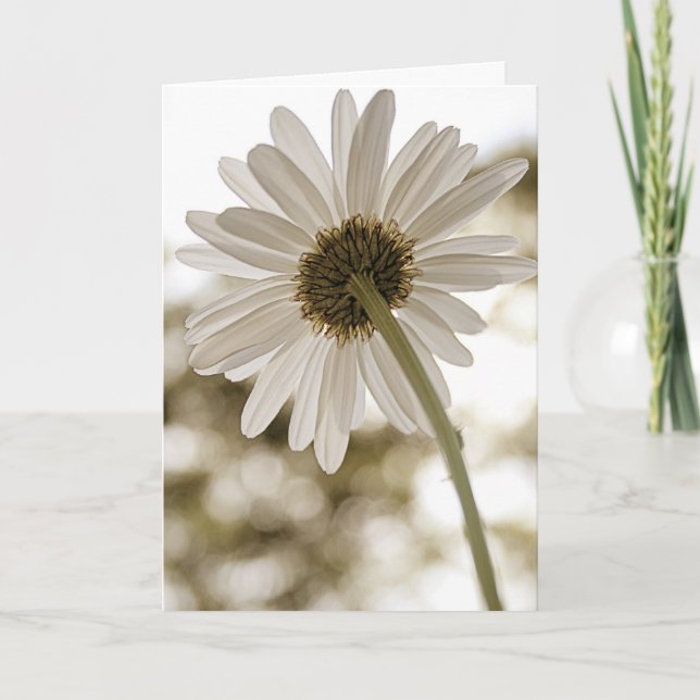 sepia daisy Hello card (Front)