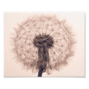 Sepia Dandelion Blow Ball Plant Photo Print