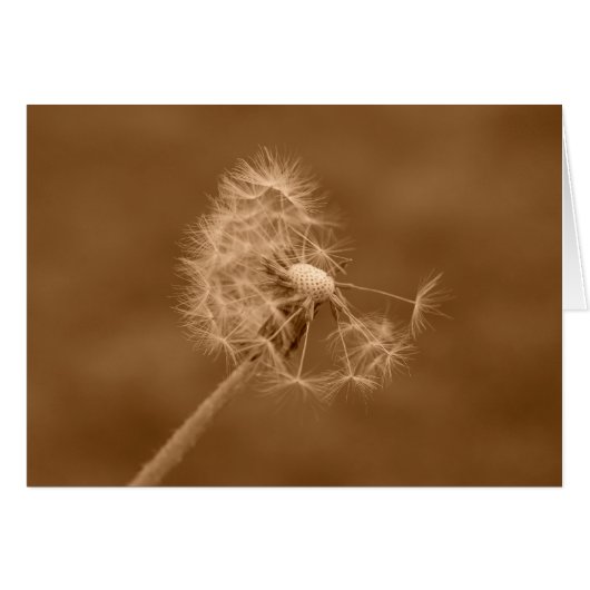 Sepia Dandelion Card (Blank) (Front Horizontal)