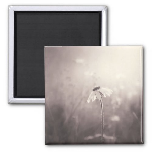 Sepia Field of Wildflowers in the Sunset Magnet
