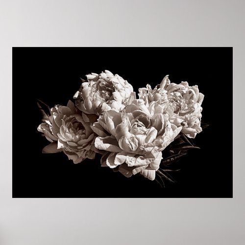 Sepia Flower Photography of Four Peonies Poster