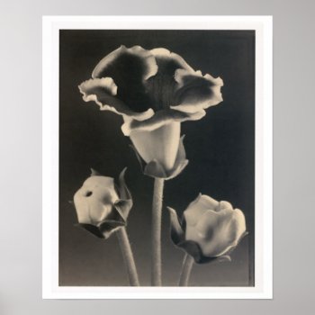 Sepia Flowers Botanical Print by Vintage_Obsession at Zazzle