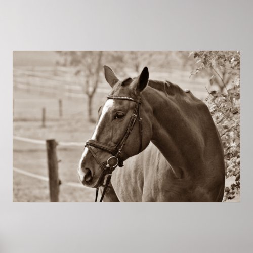 Sepia Horse _ Animal Photography Artwork Poster