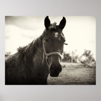 Sepia Horse Close Up Poster by prophoto at Zazzle