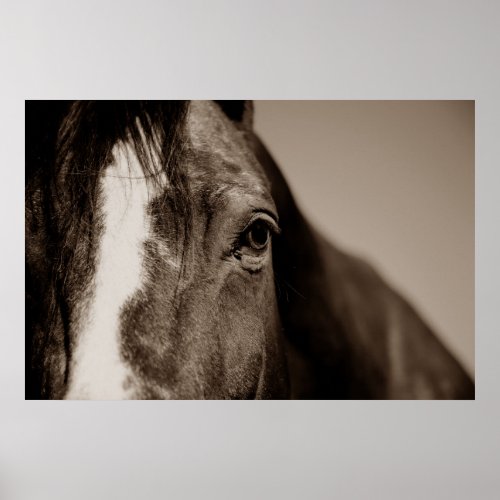 Sepia Horse Photography Artwork Poster