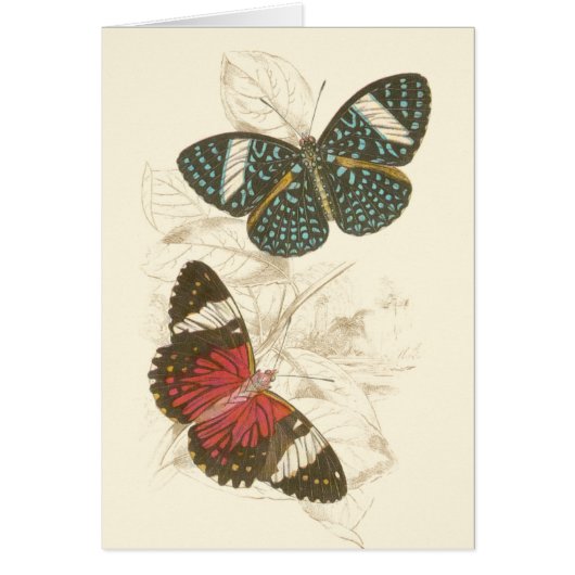 Sepia Leaves with Colorful Butterflies (Front)