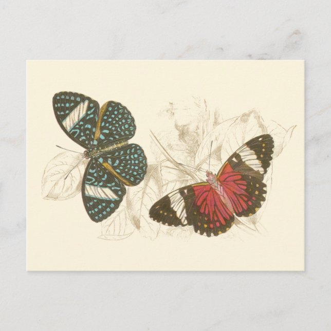 Sepia Leaves with Colorful Butterflies Postcard (Front)