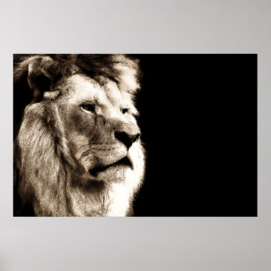 Sepia Lion Animal Photography Artwork Poster