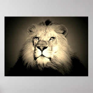 Sepia Lion - Wild Animal Old Fashioned Photography Poster