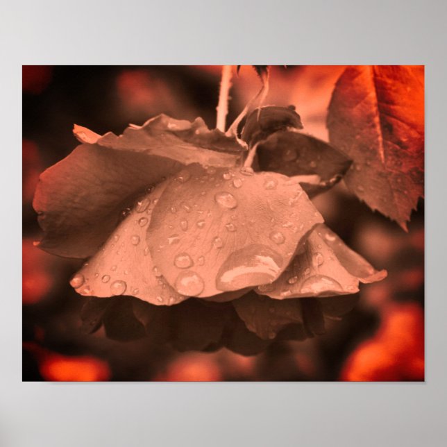 Sepia Rose And Raindrops Color Tint Poster (Front)