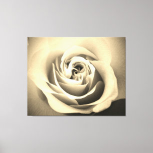 Sepia Rose Canvas Print