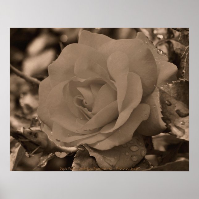 Sepia Rose Flower Photography Poster Print (Front)