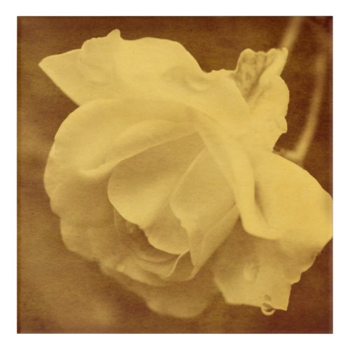 Sepia Rose With Raindrops Aged Vintage Look    Acrylic Print